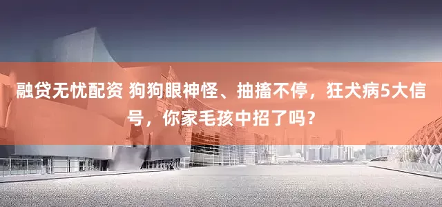 融贷无忧配资 狗狗眼神怪、抽搐不停，狂犬病5大信号，你家毛孩中招了吗？